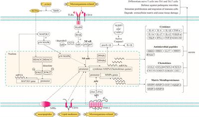 A review of skin immune processes in acne